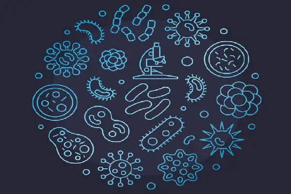 Research: Human Gut Microbes Associated with Obesity