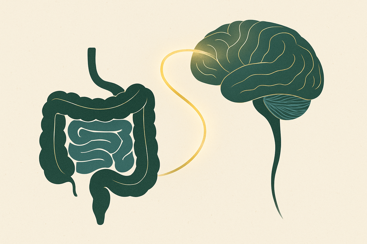 The Vagus Nerve: How Your Gut Talks to Your Brain