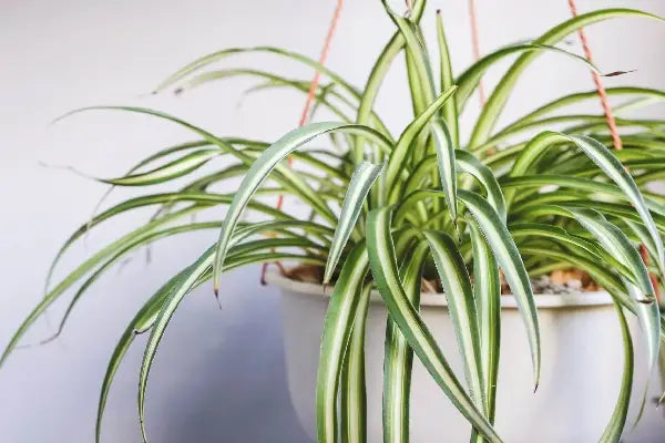 How House Plants Can Help Diversify Your Microbiome