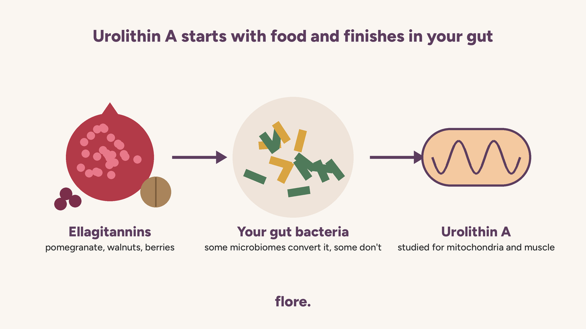 Urolithin A and Menopause: What the Research Shows and What Your Gut Decides